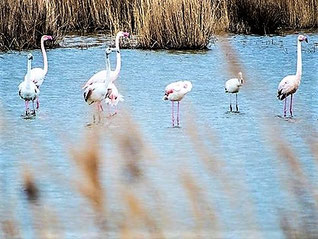 Les flamants de Rassuen