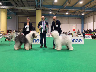 bobtail-esposizioni-speciali-old-english-sheepdog-italia-enci-fci