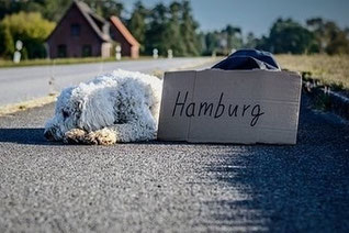 Un chien frisé blanc couché le long d'une route avec un écriteau avec destination en vacance par coach canin 16 educateur canin en charente