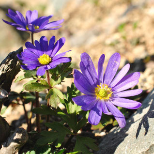 キンポウゲ科 - 稚内市北方植物園