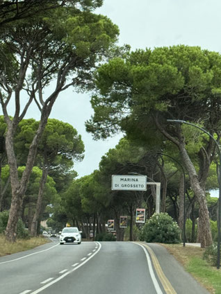 Küstenstraße mit Pinien in Grossetto 