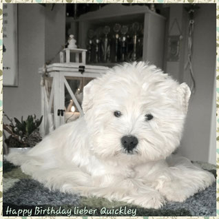 Westies von de Bek
