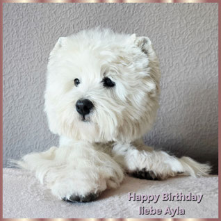 Westies von de Bek