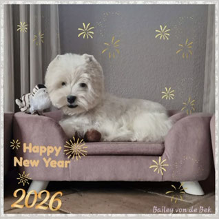Westies von de Bek