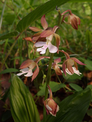 　植栽？のエビネ