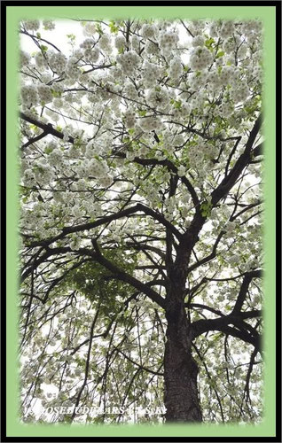 weiße Kirschblüte
