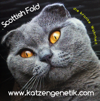 Faltohr-Katze, Scottish Fold, die Krankheit Osteochondrodysplasie vererbt sich mit einem einzigen Allel für Faltohren (OCD/-)