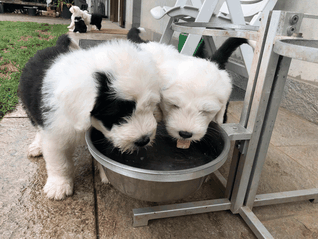 allevamenti-allevatori-cucciolate-bobtail-old-english-sheepdog-italia-ENCI-FCI