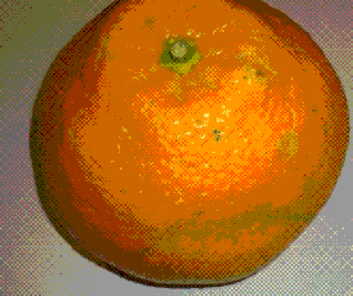 伊予かん(by Shigeru)