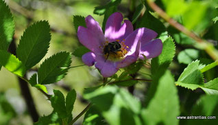 Wildrosen - Wildsträucher - Heckensträucher - Artenvielfalt - Ökologie - Biodiversität