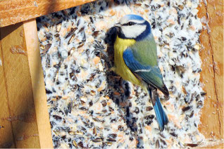 Blaumeise an Fettfutter - Foto: Michael Nickel/NABU-naturgucker.de