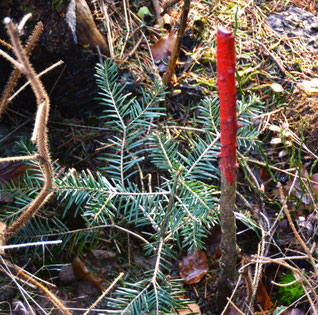 Weißtanne (Jungpflanze). Foto: NABU Ilm-Kreis