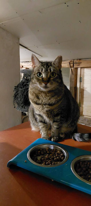 Kater Karlo - Bulgarien