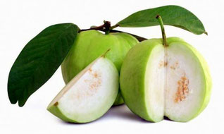 Guava (Psidium guajava)