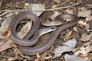 Rufous Beaked Snake (Rhamphiophis oxyrhynchus)