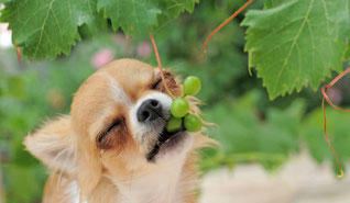 Aliment toxique pour le chien : le raisin