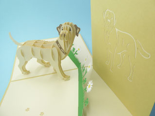 Carte pop-up chien beige bullmastiff, fila brasileiro, berger d'anatomie, labrador