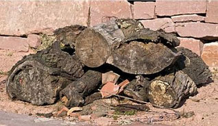 Amphibienversteck