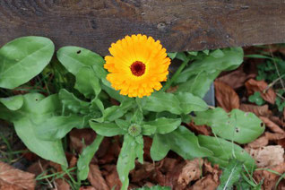 Photo décorative fleur jaune