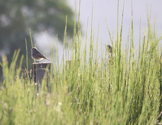 Photo décorative OISEAU 