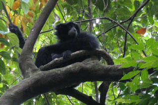 Schwarzer Gibbon