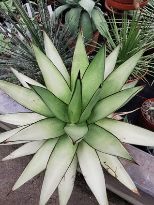 AGAVE: - Bromelien- und Rarittengrtnerei Mnchen