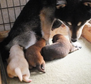 黒柴きくとその子犬たちの画像