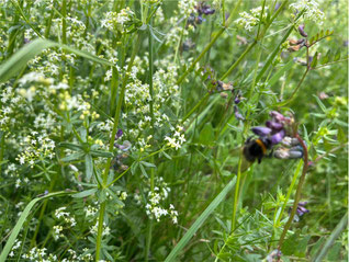 Wiesen-Labkraut (Galium Mullugo), D.Wehlmann