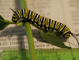 蝶を育てる Monarch 幼虫から蝶になるまで Mitten Rabbit