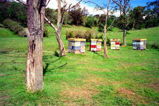 frei aufgestellte Bienenkästen