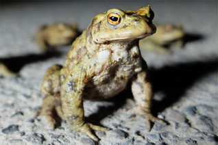 Foto: NABU/Bernd Schönebaum