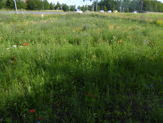Blumenwiese