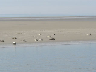 Seehundsbank
