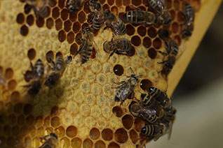 Honigbienen auf der Honigwabe NABU Düren