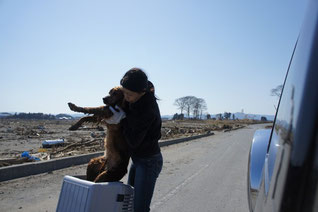 東日本大震災の津波被災地における、民間団体による動物救護のようす（提供：二階堂利枝氏）