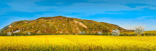 Bisamberg im Spätfrühling, Foto Andreas Zwenig