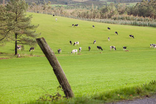 ©pacorocha / campo con vacas pastando