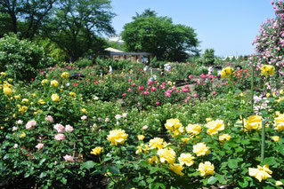 金沢市なんやら公園はいまバラが満開