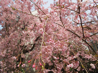 兼六園の桜満開
