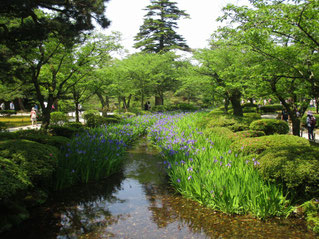 兼六園のあやめが咲きだしました