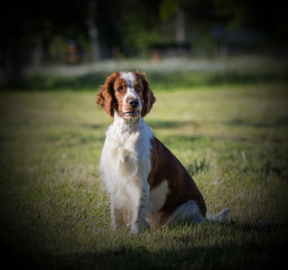 caledoniaswelsh-springers Webseite!