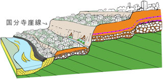 国分寺崖線の模式図