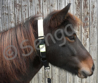 Transponderhalsband Pferd