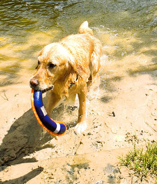 Hilkes Hündin Ellie apportiert aus dem Wasser