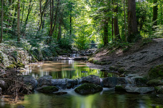 Wasser, Wald