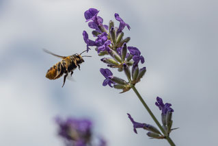 Biene im Anflug