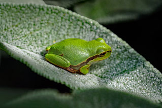 Makro, Laubfrosch, Fotoclub USZ Zürich