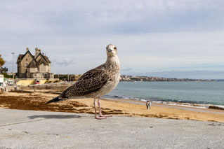2024, Portugal, Atlantik, Küste, Estoril, Cascais