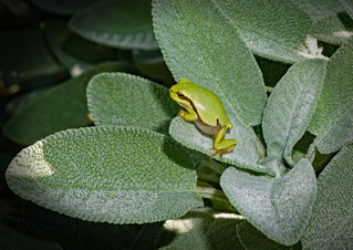 Makro, Laubfrosch, Fotoclub USZ Zürich