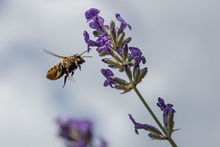 Biene, Lavendel, Fotoclub USZ Zürich